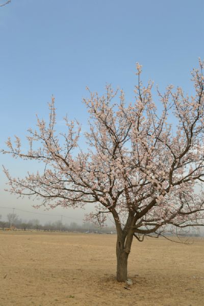 北京白梨大家族主题公园