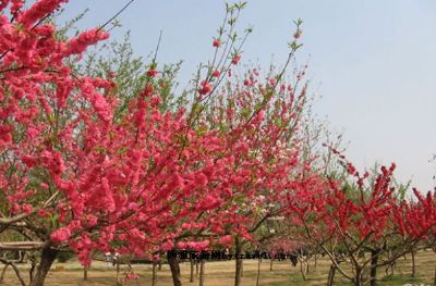 桃花坞