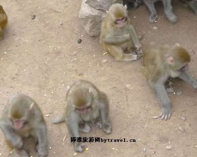 历山猕猴源景区