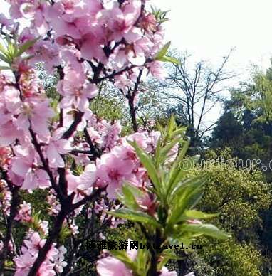 桃花山