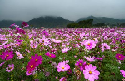 铜梁黄桷门奇彩梦园