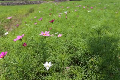 石壕花坝草原