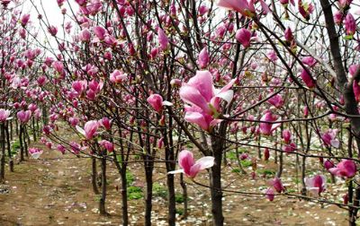 万亩苗木花卉基地