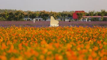 双楼花海