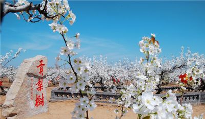 莱阳梨乡风情旅游区