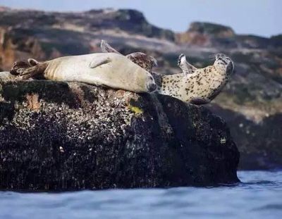 钓鱼岛海豹礁