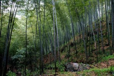 宜兴竹海风景区