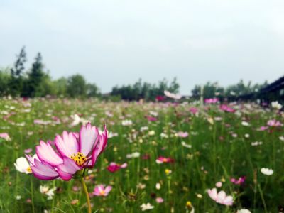 杭州湾海上花田