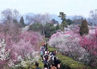 南京梅花山