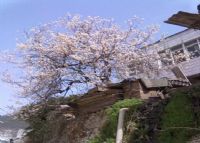 十堰四方山植物园